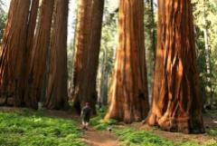 Giant Sequoia - CA